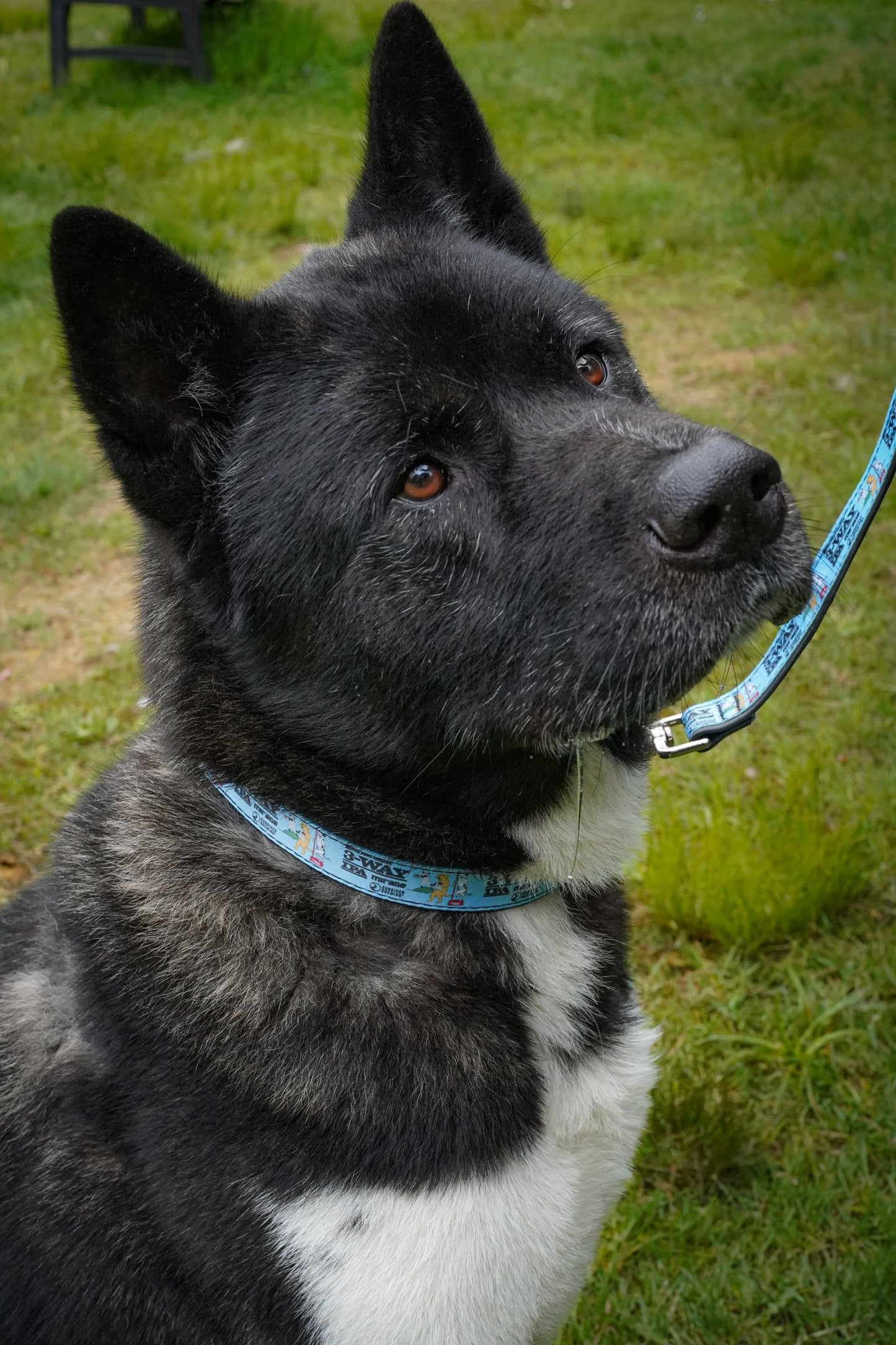 Cycle Dog Homeward Band Merch : 3-Way (2025)