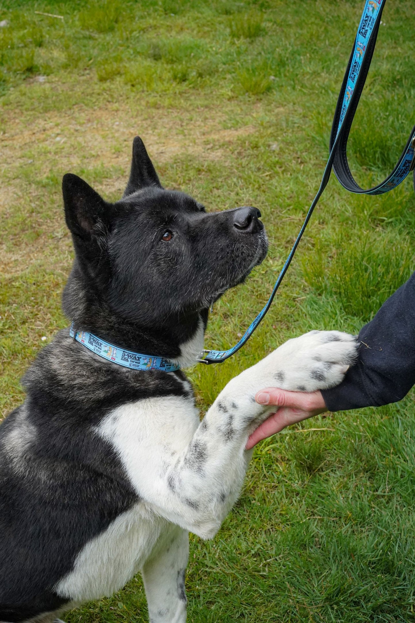 Cycle Dog Homeward Band Merch : 3-Way (2025)