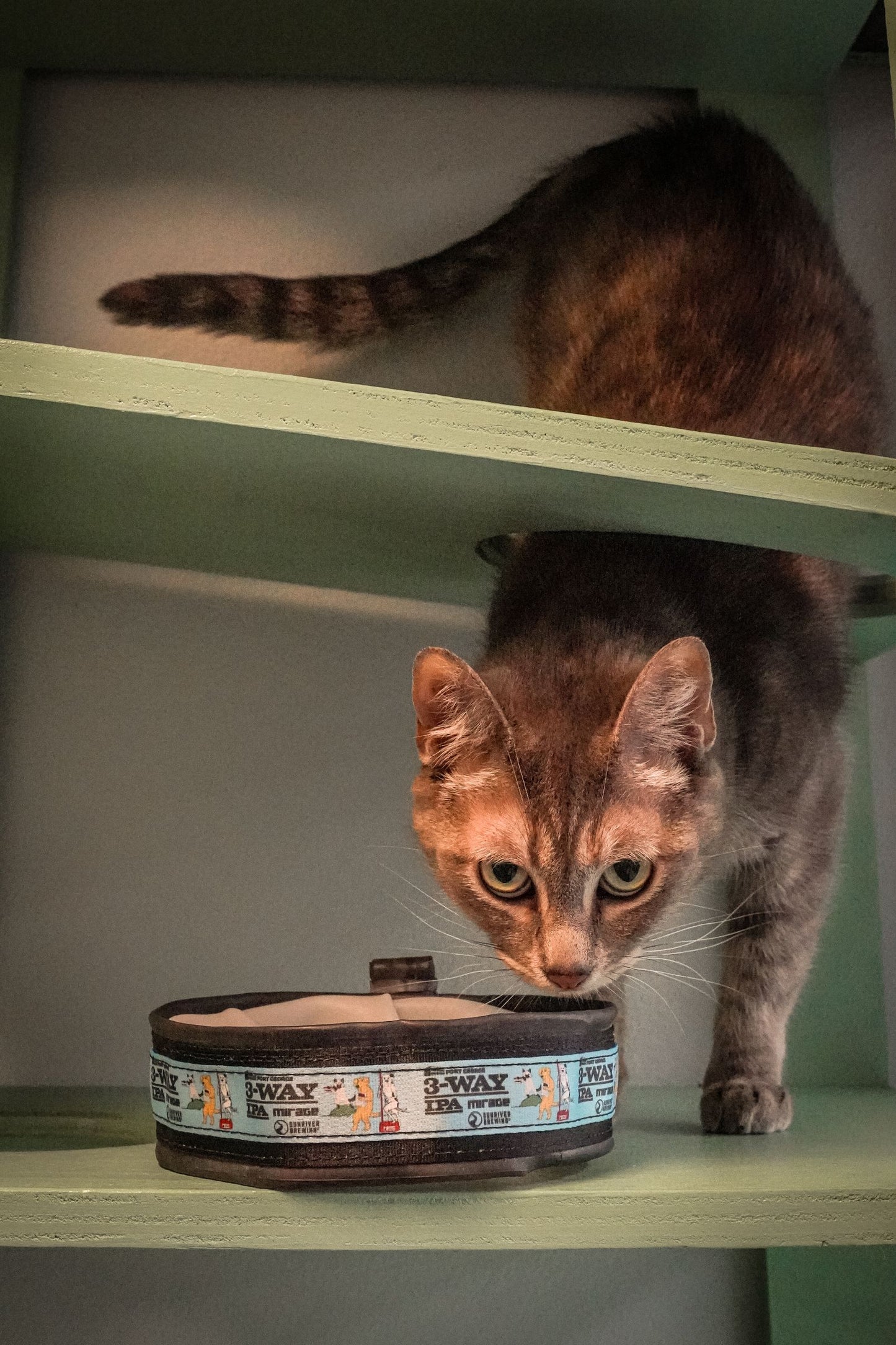 Cycle Dog Homeward Band Merch : 3-Way (2025)