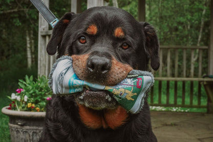 Cycle Dog Homeward Band Merch : 3-Way (2025)