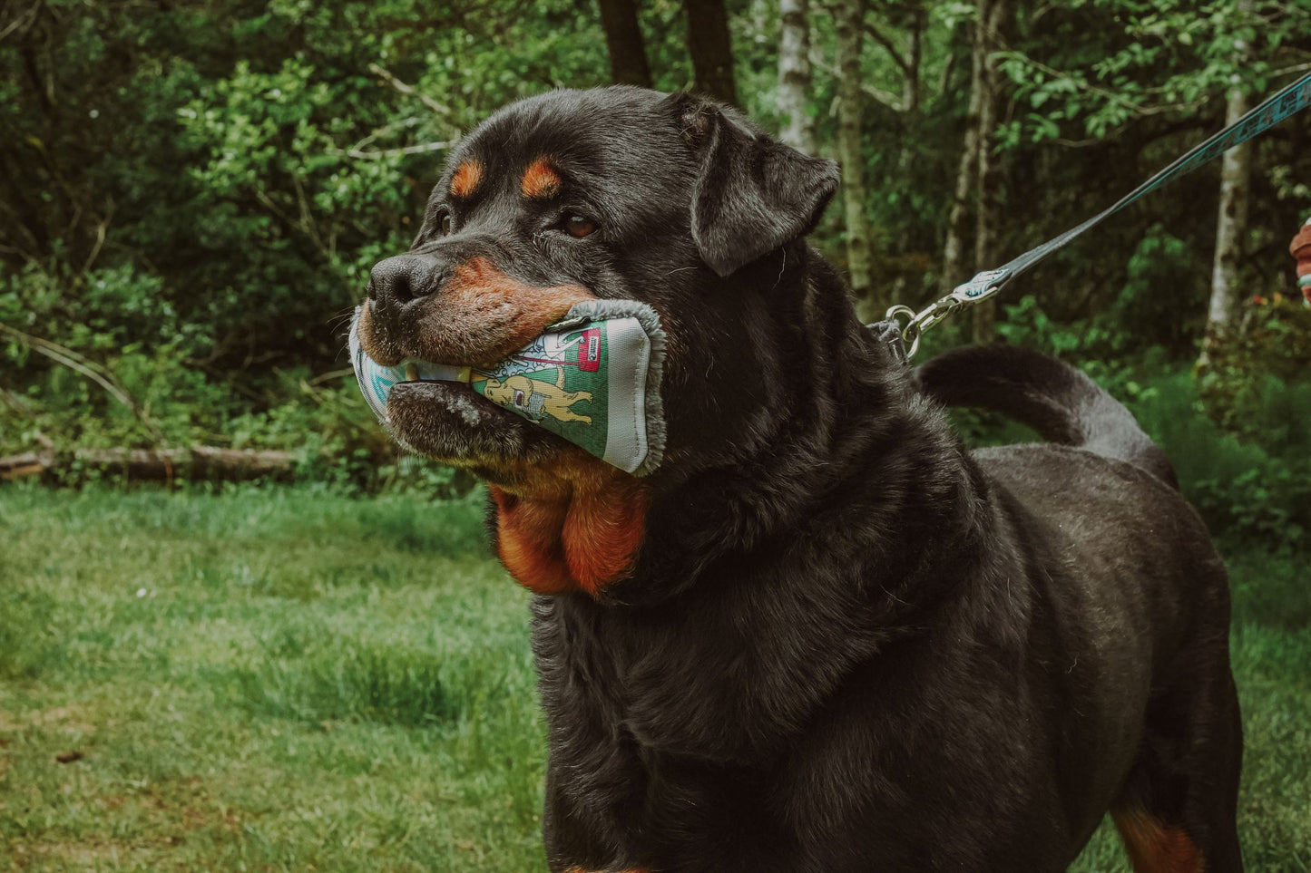 Cycle Dog Homeward Band Merch : 3-Way (2025)