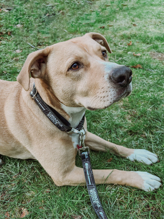 Cycle Dog Collar
